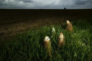<b class=qtipBold><figcaption>Iron Harvest - Somme Battlefield</figcaption></b><br>Unexploded shells uncovered by ploughing near Munich Trench Cemetery awaiting collection by the Bomb Squad. "Saki"was killed just to the west of here.<br><em>© Mike St. Maur Sheil / westernfrontphotography.com</em> Iron Harvest - Somme Battlefield