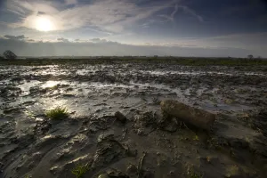 An unexploded shell lies amidst the mud of Passchendaele. - Ypres An unexploded shell lies amidst the mud of Passchendaele. - Ypres