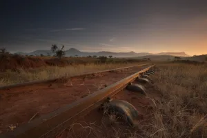 <b class=qtipBold><figcaption>Voi - Taveta Railway</figcaption></b><br>Voi - Tavete Railway War was declared on Aug 5th and the farmers and settlers immediately formed volunteer bands to protect the Mombasa -Nairobi - Uganda railway which was the lifeline of Kenya & Ugands. On Aug 16th German Schutztruppe under Colonel Paul von Lettow-Vorbeck invaded Taveta from German East Africa and advanced to Salaita Hill on the road to Voi and from here on Dec 5th he attacked Tsavo Bridge.The British were based at Maktau, 50 kms to the east. Supplies, especially water, were of major importance so in Feb 1915 the British began to build a railway from Voi to Maktau to enable a large camp to be established and on Sept 3rd a skirmish north of Maktau led to the award of the V.C. to Lt W T Dartnell who is buried in Voi. On 12th Feb 1916 the South Africans suffered 138 dead in a failed frontal assault on Salaita Hill which the Germans subsequently abandoned in favour of hills to the north of Taveta.<br><em>© Mike St. Maur Sheil / westernfrontphotography.com</em> Voi - Taveta Railway